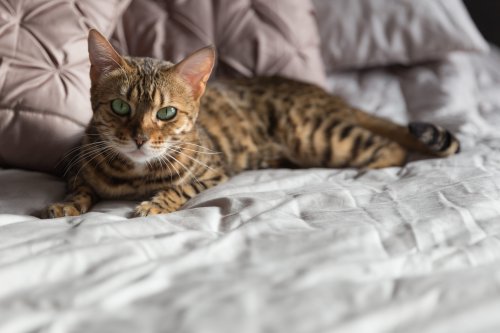 Witty Kitties: 10 Smartest Cat Breeds in the USA