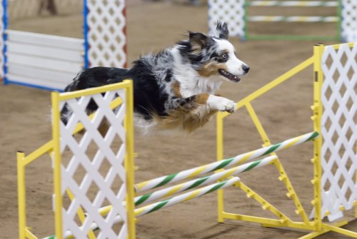 20 Dog Breeds with Surprising Athletic Abilities