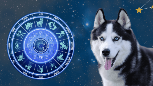 Zodiac Dogs - cover