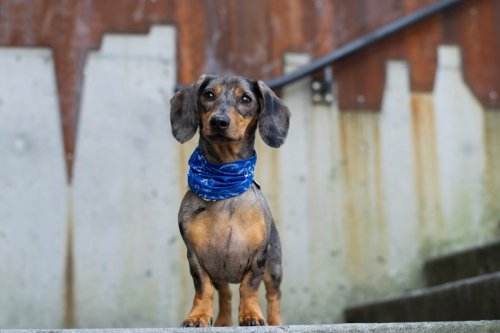 8 Dog Breeds That are Too Demanding (And 7 That Are Cool With Just About Anything)