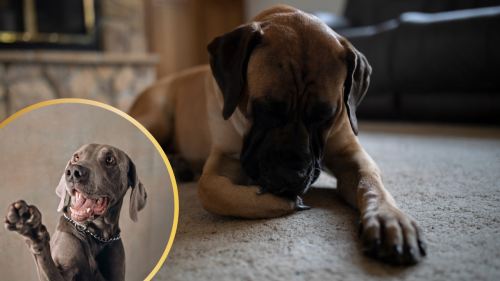 Yeast Infection on Dogs Paws, What You Need to Know