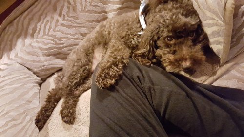 12 Compassionate Dog Breeds That Will Never Let You Cry Alone