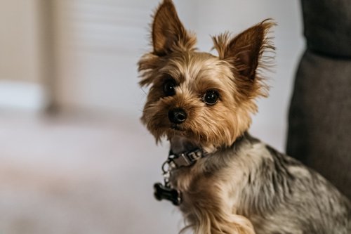 10 Best Dog Breeds for Senior People To Stay Mentally Sharp and Active