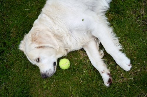 15 Biggest Misconceptions About Dogs