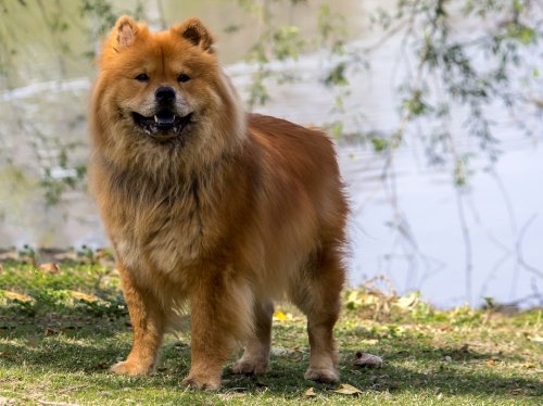 12 Dog Breeds That Form Unbreakable Bonds and 7 That Stay Independent