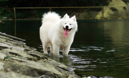 10 Signs Your Samoyed is a Happy Dog