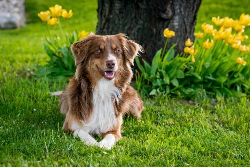 10 Fascinating Facts About The Mind Of A Dog