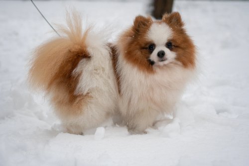 10 Facts about the German Spitz