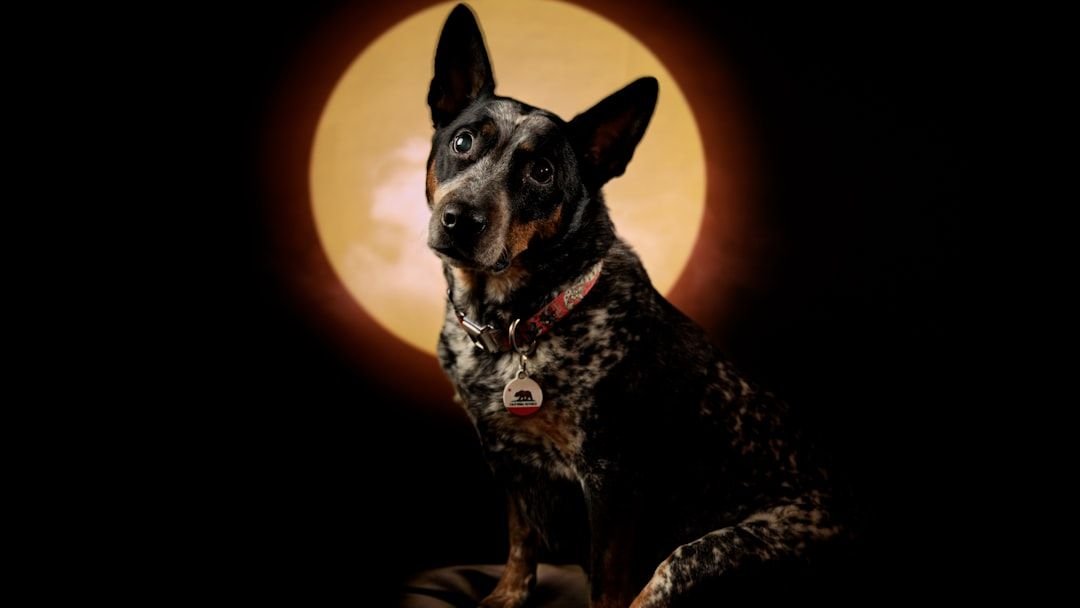 Which Zodiac Signs Need Dogs the Most for Emotional Balance? - cover