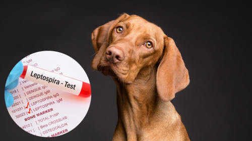 Leptospirosis in Dogs: What is it & How to Manage it