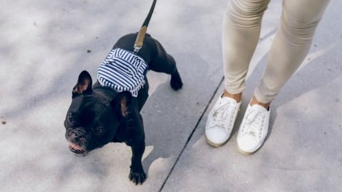 Why The Frenchie Makes An Excellent Dog For Seniors