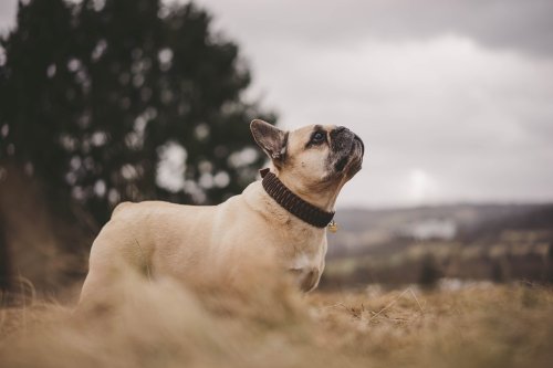 French Bulldog Named USA’s Top Dog Breed, The Third Year in a Row
