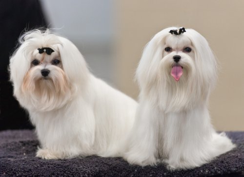 Avoid These 15 Dog Breeds If You Value Your Personal Space