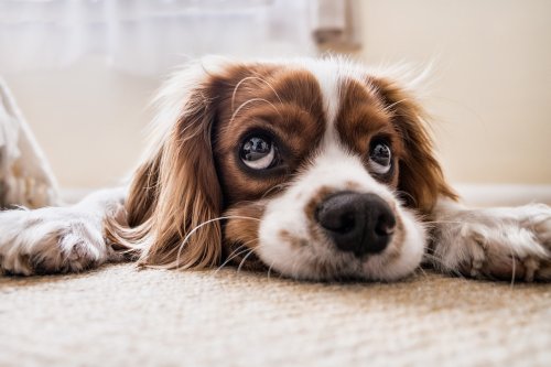 10 Reasons Why People Fall in Love with The Adorable Cavalier King Charles Spaniel