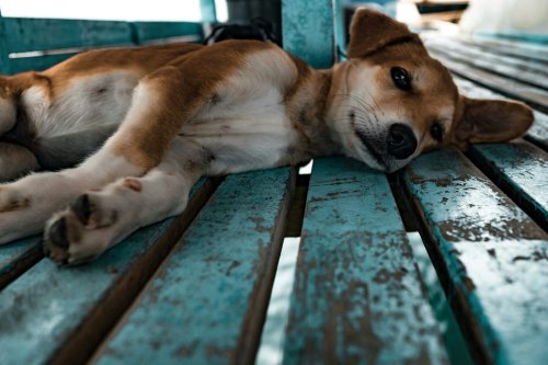 Home Remedies to Ease Your Pup’s Digestive Issues