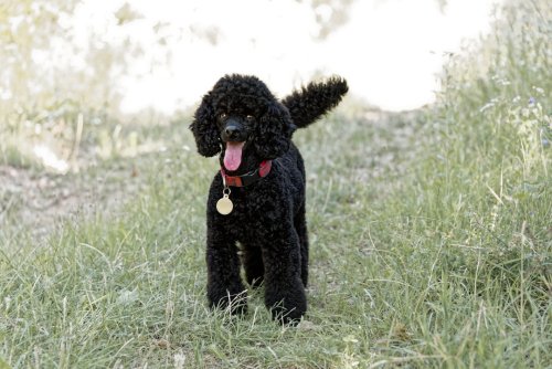 15 Dog Breeds That Are Complete Extroverts and 5 Who Prefer Solitude