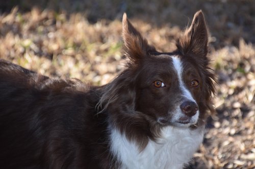 15 Emotional Dog Breeds Not Meant For Busy Owners