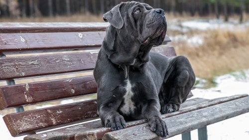 Is a Cane Corso Good for You?