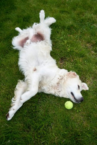 10 Effective Ways to Manage a Dog’s Bad Behavior