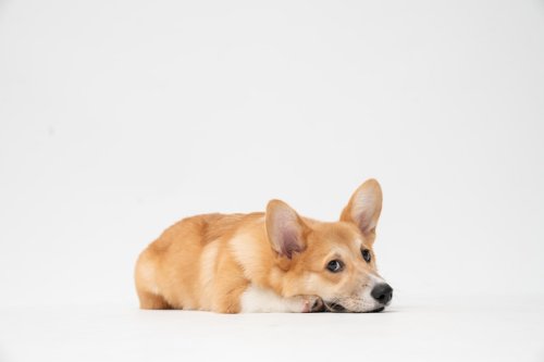 8 Subtle Signs Your Dog Is Unhappy At Home (And 10 Things to Do About It)