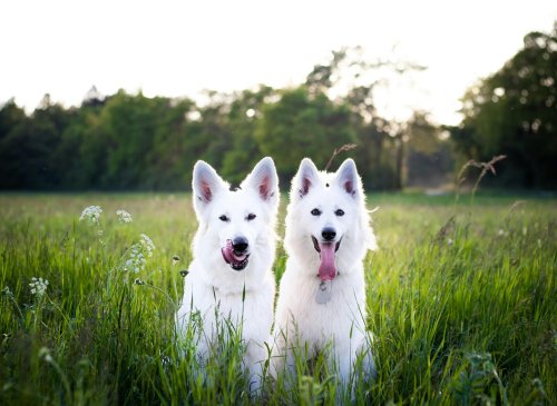 12 Major Reasons Why Owning Two Dogs is Better Than One