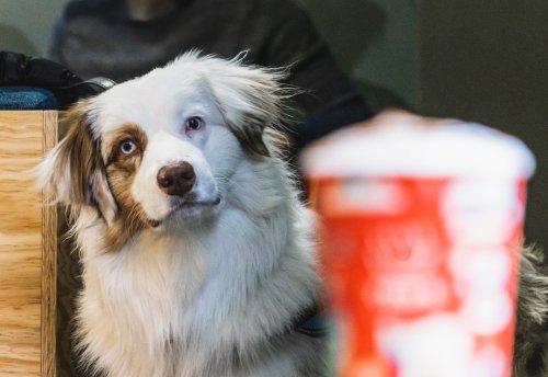 12 Quiet Gestures That Show How Much Your Dog Loves You