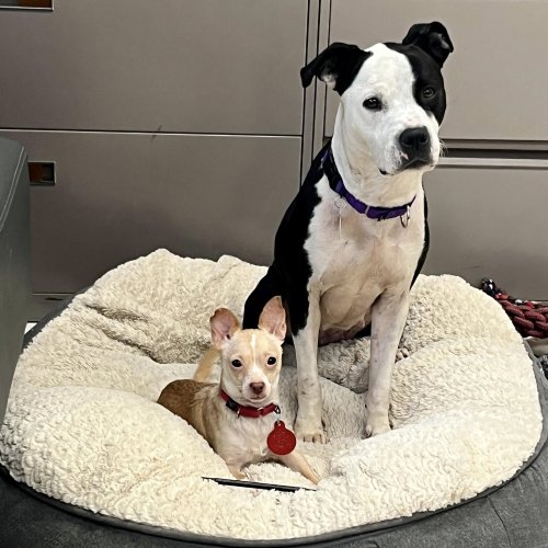 American Bull Terrier and Chihuahua Form the Most Unlikely Bond in Shelter After Enduring Painful Circumstances