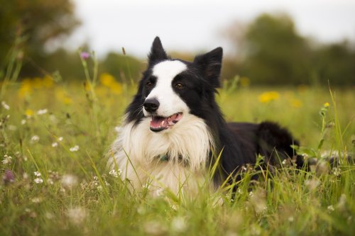 10 Dog Breeds That Will Outsmart You (And 10 Easy To Manipulate)