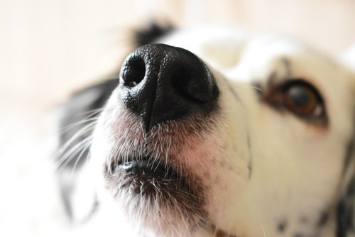 How Far Can a Dog Smell Its Owner (You’ll Be Surprised)