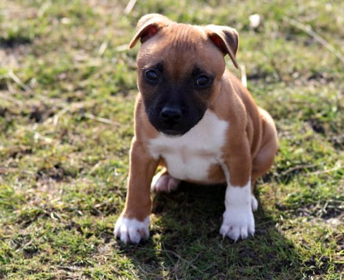 The Complete 5 Types of Pit Bulls in the USA