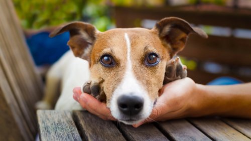 5 Ways to Manage an Aggressive Dog