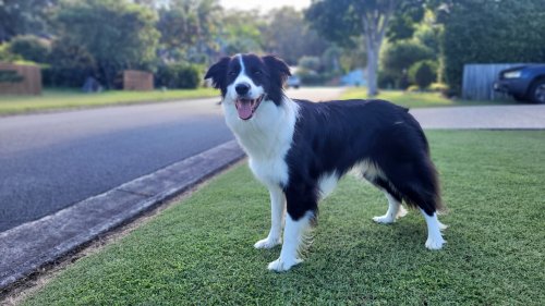 12 Athletic Dog Breeds That Need Plenty of Outdoor Exercise