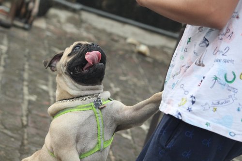 9 Dog Behaviors That Seem Cute But Are Actually Problematic