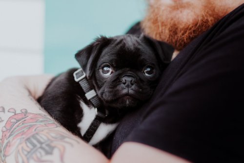 8 Dog Breeds That Love Snuggling and Sleeping (And 5 That Prefer to Sleep Alone)