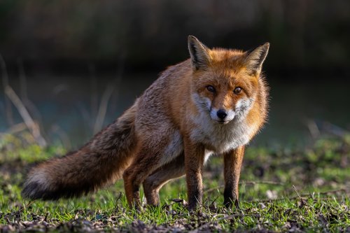 10 Facts About the Sierra Nevada Red Fox, the Rarest Fox in the World