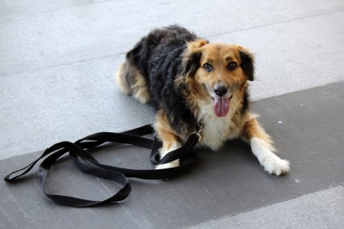 11 Behaviors That Look Like Disobedience But Are Actually Signs Your Dog Is Overwhelmed