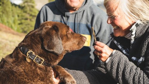 Your Dog’s Quirks Are Not Flaws; They Are Signatures of Their Unique Canine Personality