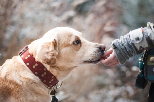 Dog Bonding & Behavior - cover