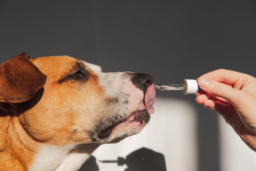 7 Natural Remedies to Help Your Dog’s Anxiety