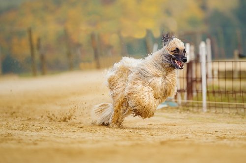 10 Dog Breeds That Are More High Maintenance than Fun