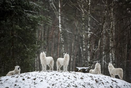 What To Do If Confronted by A Wolf While Hiking With Your Dog in Minnesota