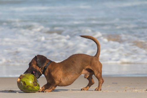 8 Home Remedies for Dog Itchy Skin