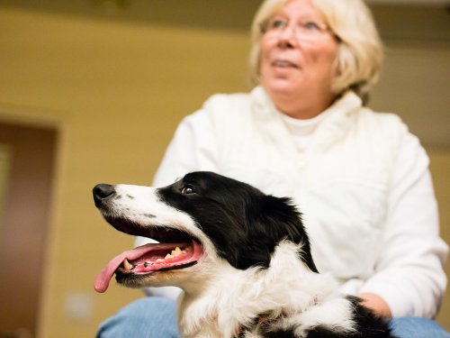 Are Therapy Dogs Being Exploited for Profit?