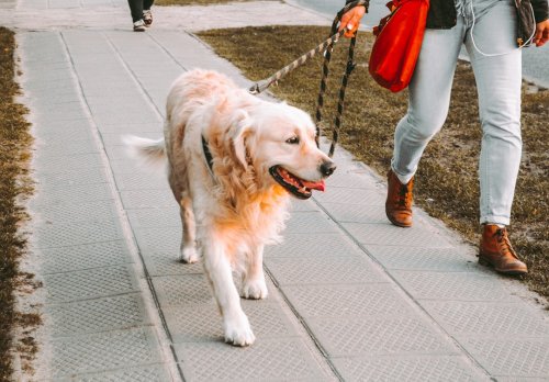 A Calm, Well-Behaved Dog Starts With This One Small Habit—Have You Tried It?