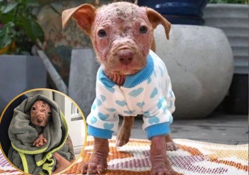 Tiny Puppy Covered in Sores Becomes a Picture of Hope and Beauty