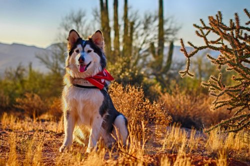 15 Gentle Large Dog Breeds Perfect For Kids Who Need Emotional Support