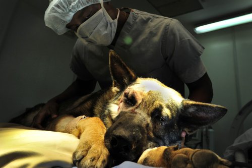 Why Your Dog’s Gut Microbiome Matters More Than You Think