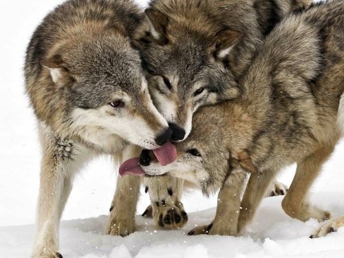 American Gray Wolves: Threat to Livestock or Victims of Misinformation?