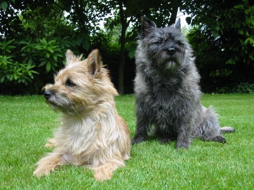 18 Dog Breeds That Have a Strong Sense of Independence (and How to Respect It)