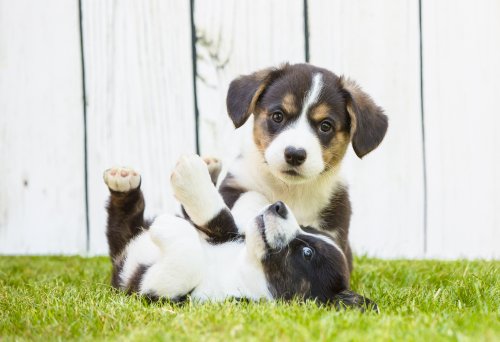 The Importance of Socializing Your Puppy and How to Do It